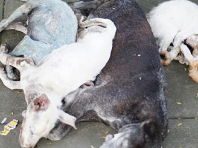 Pháp luật - Cử nhân Luật bị bắt vì... trộm chó, mèo