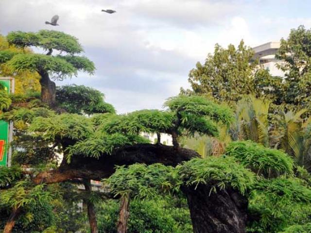 Tin tức trong ngày - Ngắm cây me “long giáng” giá bạc tỷ ở Sài Gòn