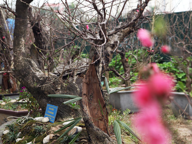 Tin tức trong ngày - Ngắm những gốc đào cổ "thế độc" ở Thủ đô