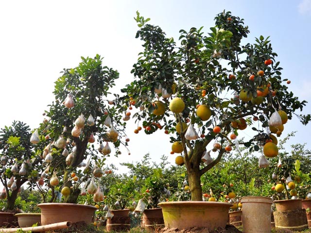 Tin tức trong ngày - Vườn cây 10 quả chơi Tết “siêu lạ” của lão nông Hà thành