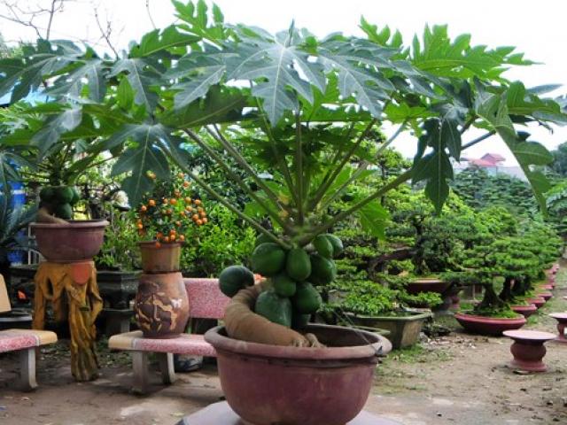 Tin tức trong ngày - Đu đủ bonsai "đếm quả ra tiền" hút khách dịp Tết