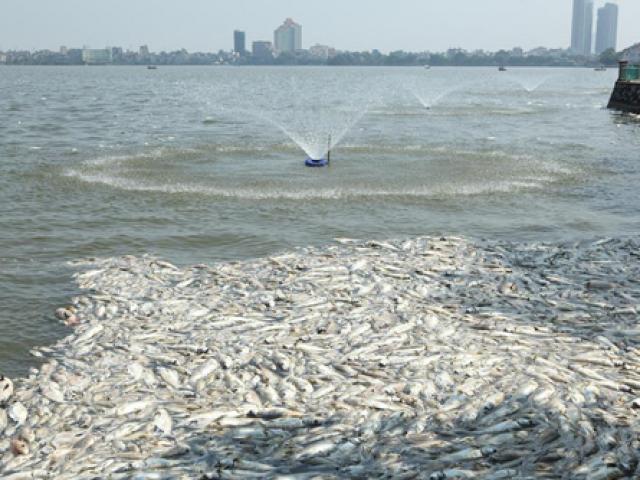 Tin tức trong ngày - Bí thư Hà Nội: "Phải tìm ra nguyên nhân cá chết để xử lý"