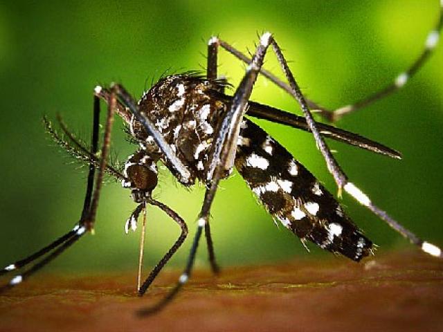 Thêm 2 người Việt Nam nhiễm vi rút Zika