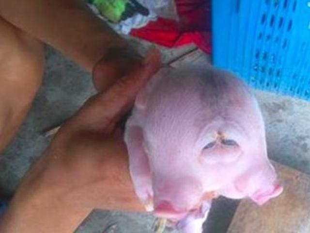 Xôn xao “quái vật“ lợn hai đầu ở Nghệ An