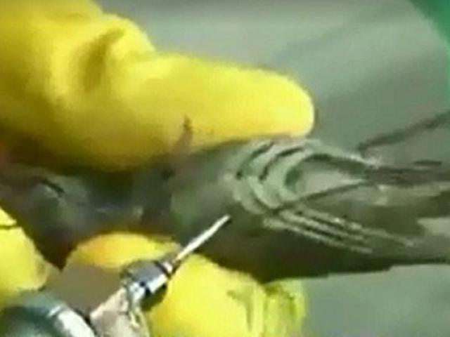 Thế giới - Vụ tôm sú Việt Nam bị tiêm tạp chất lên báo nước ngoài