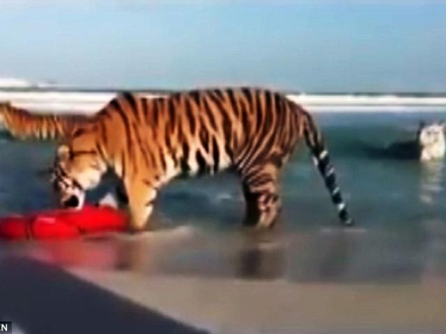 Chỉ có ở Dubai: Bầy hổ vằn kéo nhau xuống biển nô đùa