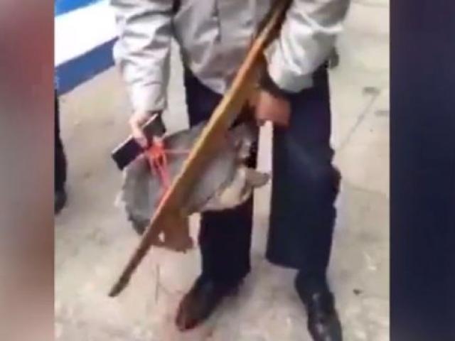 Phi thường - kỳ quặc - Đau đớn vì bị ba ba cắn chặt “của quý” quyết không nhả