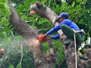 Tin tức trong ngày - HN: Bắt đầu di dời hơn 100 &quot;cụ cây&quot; trên đường Kim Mã