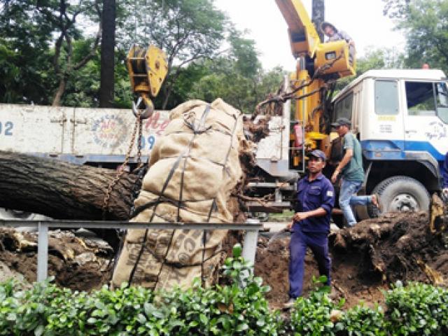 Tin tức trong ngày - Hàng loạt cây ở trung tâm SG bứng dưỡng để thi công nhà ga