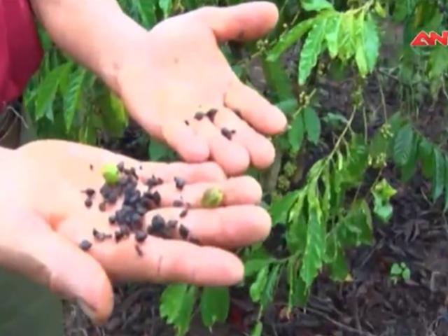 Video An ninh - Suýt mất cả vườn cà phê vì phân bón giả