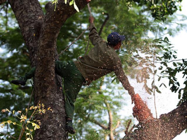 Tin tức trong ngày - Thót tim xem "người nhện" đu dây tỉa cây trên phố