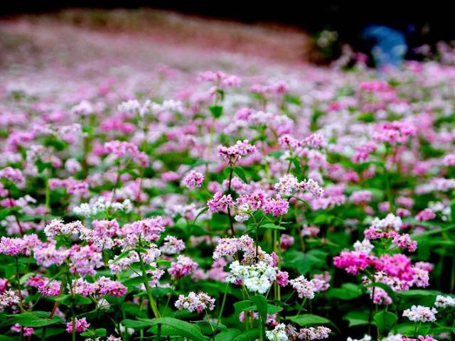 Vườn hoa hoa tam giác mạch đẹp mơ màng giữa Đà Lạt