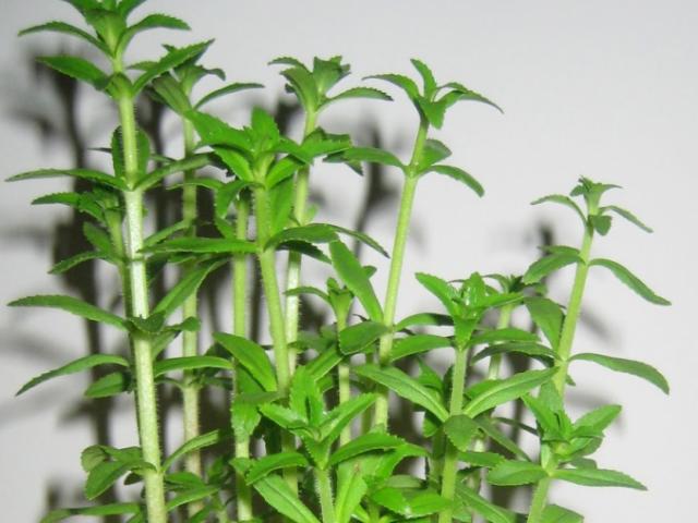 Sức khỏe đời sống - Công dụng "thần kỳ" của rau ngổ có thể bạn chưa biết