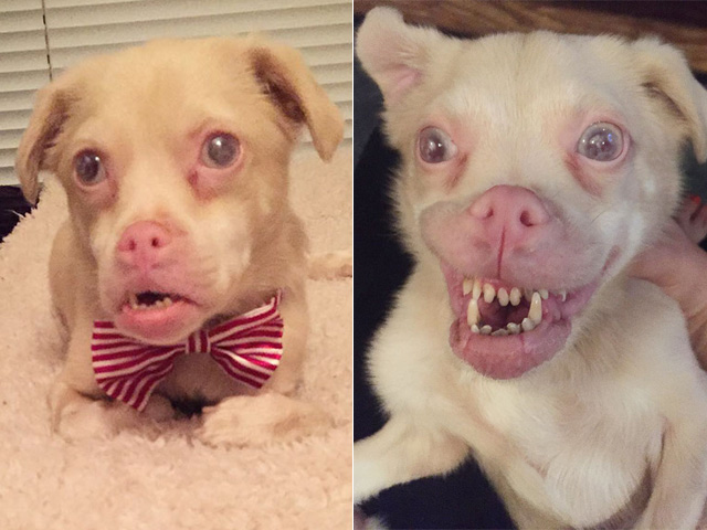 Tranh vui - Chú chó răng vẩu nổi tiếng khắp thế giới với nụ cười lạ