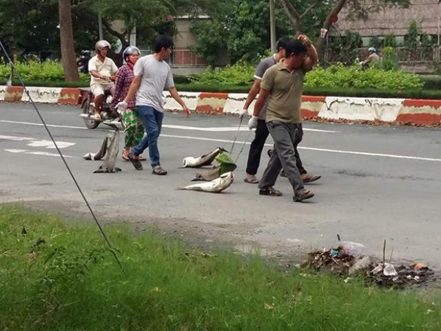 Tin tức trong ngày - Dân kéo lê xác cá 'chặn' quốc lộ 51