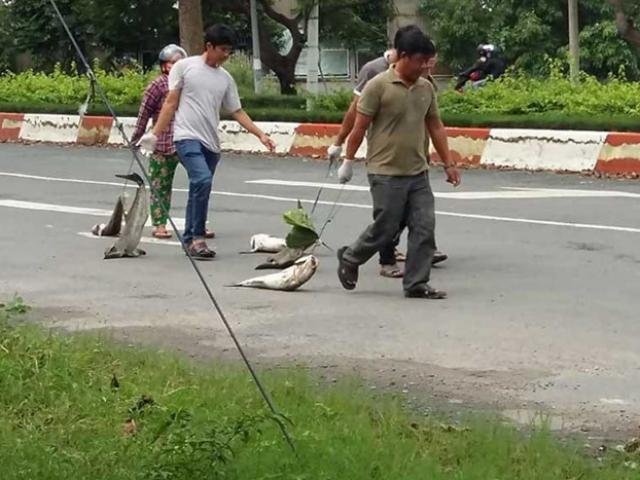 Tin tức trong ngày - Báo cáo nhanh nguyên nhân cá chết tại Vũng Tàu