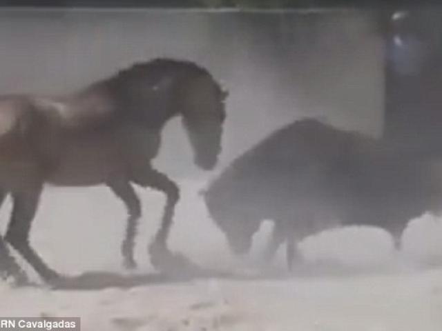 Phi thường - kỳ quặc - Ngựa mảnh mai rượt bò tót cả tấn chạy "mất dép"
