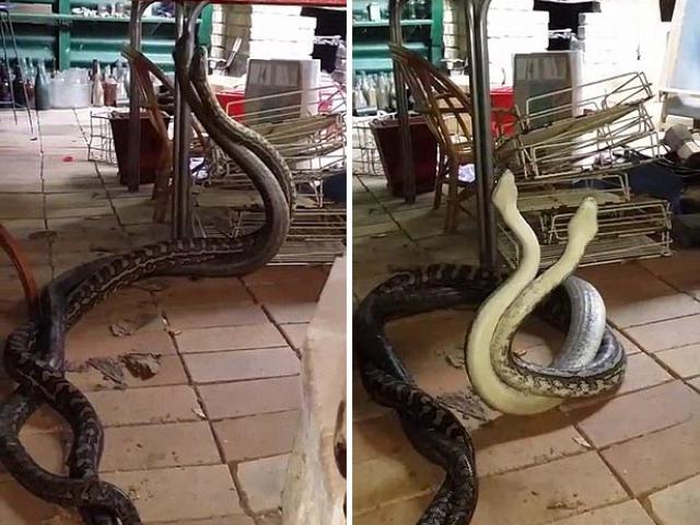 Thế giới - Úc: Trăn khổng lồ đánh nhau ác liệt trong bếp nhà dân