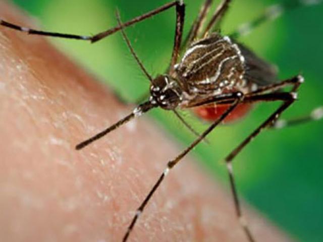 Phát hiện muỗi tại Việt Nam nhiễm virus Zika