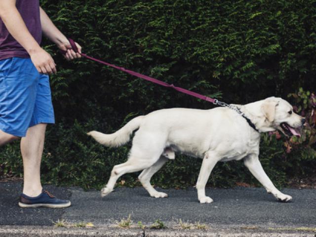 Tin tức trong ngày - HN sẽ xử lý quyết liệt chó không rọ mõm ở phố đi bộ