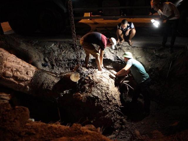 Tin tức trong ngày - Trắng đêm bứng gốc, di dời "cụ cây" trên đường Kim Mã