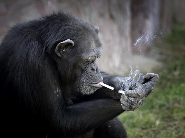 Tinh tinh trong vườn thú Triều Tiên hút thuốc như người