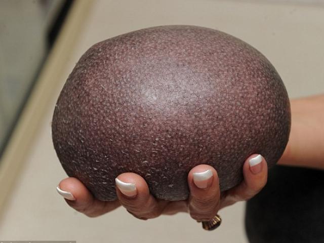 Phi thường - kỳ quặc - Nhím không gai được mát xa hàng ngày để giữ ấm