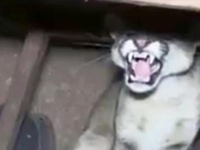 Thế giới - Peru: Giật nảy người thấy báo dữ đợi sẵn trong gầm bàn