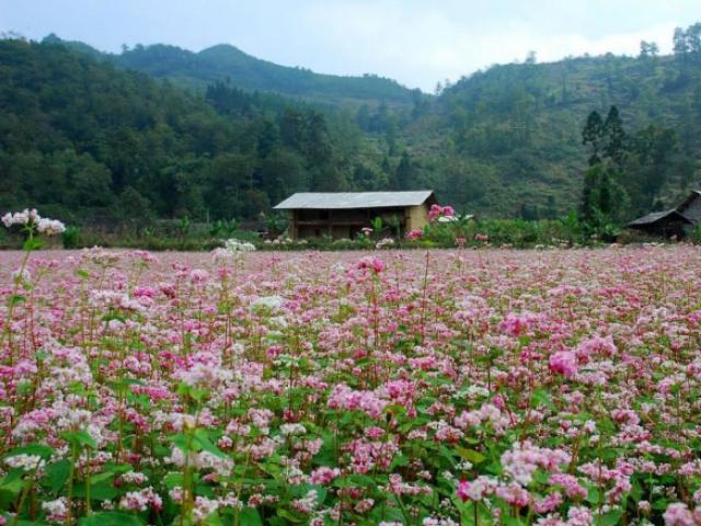 Hà Giang - mùa hoa tam giác mạch nhuộm thắm sườn đồi