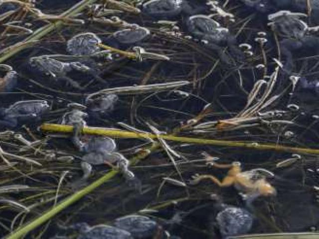 10.000 con ếch quý hiếm chết đột ngột ở Peru