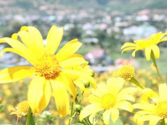 Du lịch - Hối hả lên Đà Lạt ngắm dã quỳ