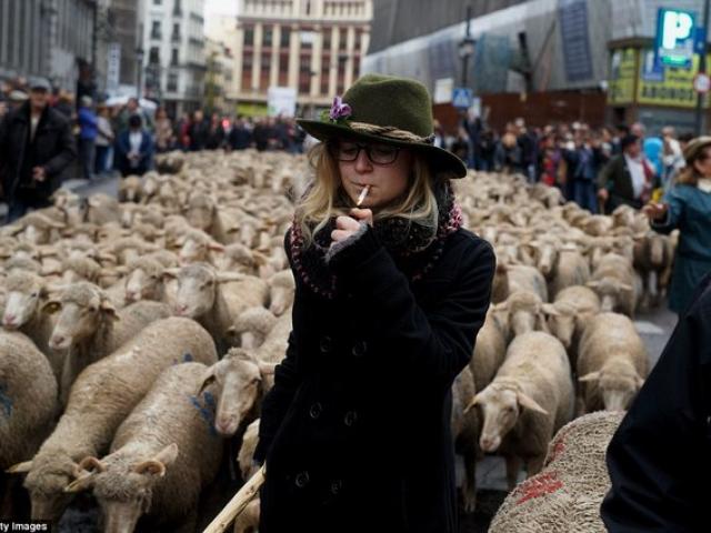 Phi thường - kỳ quặc - Hàng trăm con cừu diễu hành ở thủ đô Tây Ban Nha