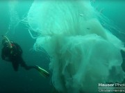 Thợ lặn gặp sứa khổng lồ to hơn người cực hiếm