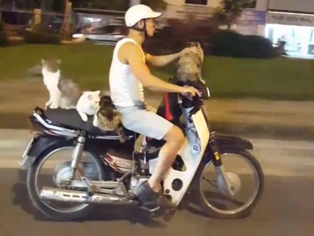 Thế giới - Báo Anh kinh ngạc thanh niên VN đi xe máy chở 4 chú mèo