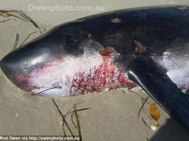 Phi thường - kỳ quặc - Phát hiện sinh vật biển bí ẩn trôi dạt vào Australia