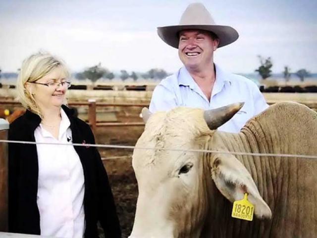 Thị trường - Tiêu dùng - Người Việt sang Úc mua trang trại nuôi bò