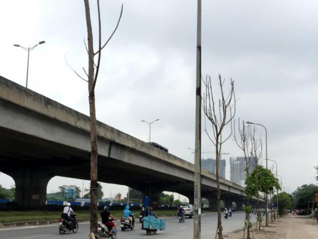 Tin tức trong ngày - Hà Nội: Đề nghị “cấm cửa” nhà thầu để cây chết khô