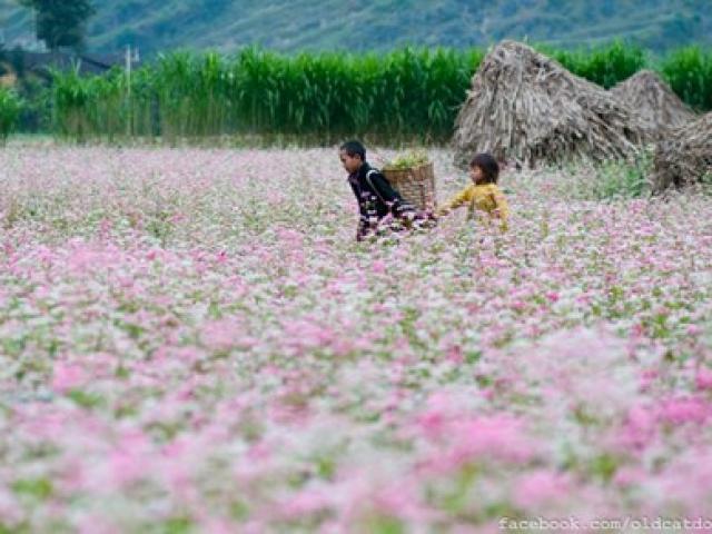Hà Giang hút 226.000 khách đến ngắm hoa tam giác mạch