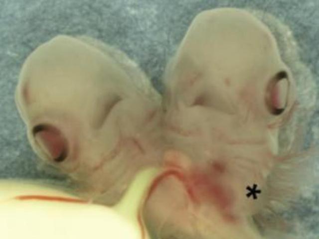 Phi thường - kỳ quặc - Lần đầu tiên tìm thấy phôi thai cá mập hai đầu