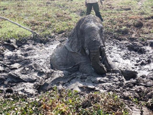 Thế giới - Video: Voi nổi giận đuổi ân nhân sau khi được giải cứu