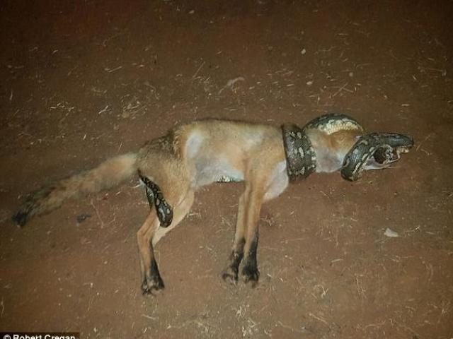 Phi thường - kỳ quặc - Cáo đói tấn công trăn và cái kết cay đắng