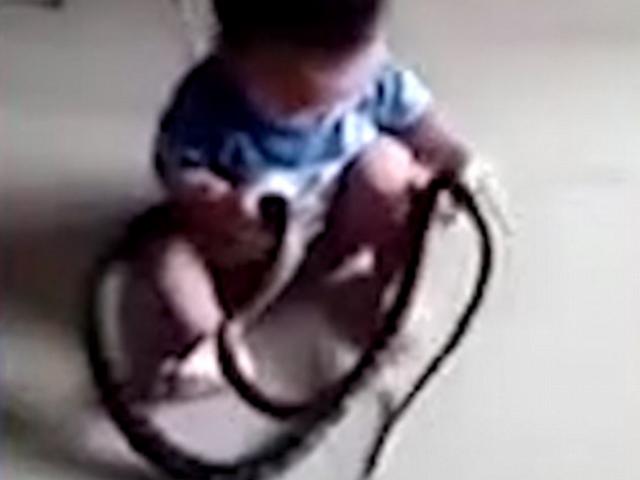 Thế giới - TQ: Rợn người bé 2 tuổi tóm rắn "khủng" trườn vào nhà