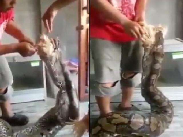 Thế giới - Rùng mình xem trăn khổng lổ nuốt 4 con gà ở Thái Lan