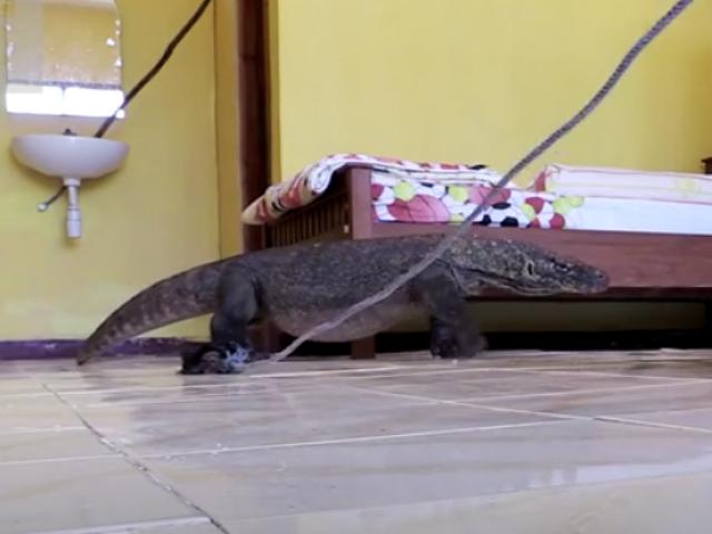 Indonesia: Rồng Komodo khổng lồ ẩn trong phòng khách sạn
