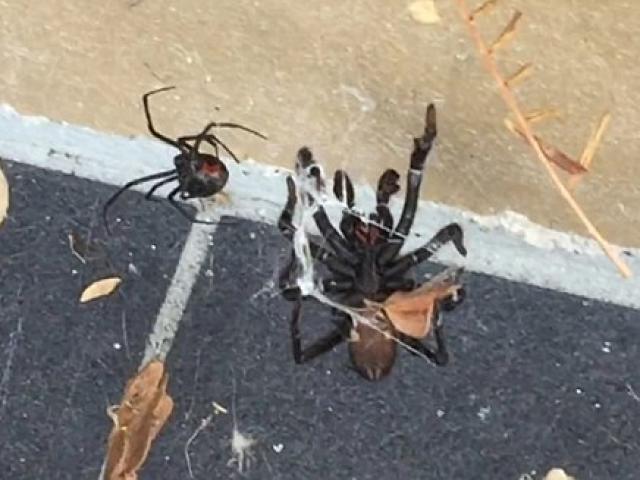 Phi thường - kỳ quặc - Nhện phễu khổng lồ cực độc bị nhện lưng đỏ đánh te tua