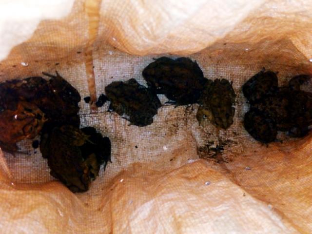 Tin tức trong ngày - Ăn cháo cóc, 3 mẹ con tử vong