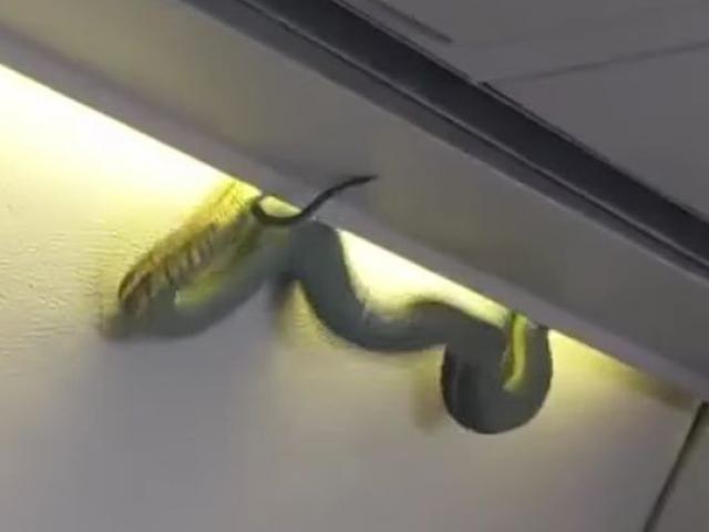 Thế giới - Mexico: Hết hồn với rắn độc treo "lủng lẳng" trong máy bay