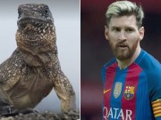 Bóng đá - Bỏ Ronaldo, Messi được so sánh với… con cự đà