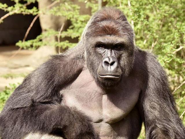 Thế giới - 11.000 người Mỹ bầu khỉ đột đã chết làm tổng thống