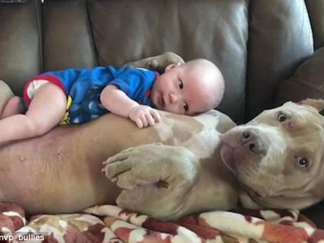 Phi thường - kỳ quặc - Video: Chó khổng lồ dỗ trẻ em dịu dàng như người mẹ